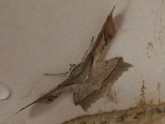 Krananda latimarginaria