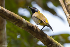 Anabathmis reichenbachii