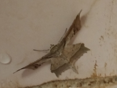 Krananda latimarginaria