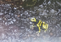 Dendrobates leucomelas