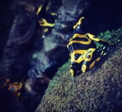Dendrobates leucomelas