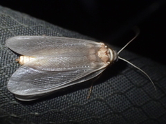 Ithone pallida