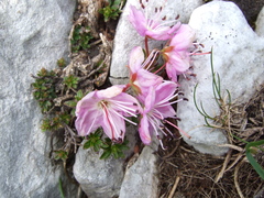 Rhodothamnus chamaecistus