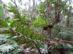 Myrtastrum rufopunctatum