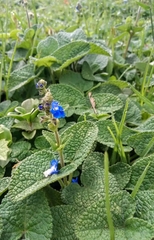 Salvia palifolia