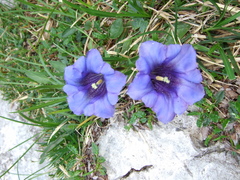 Gentiana clusii