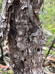 Austroaeschna unicornis