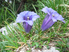 Gentiana clusii
