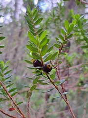 Myrtastrum rufopunctatum