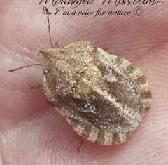 Eurygaster hottentotta