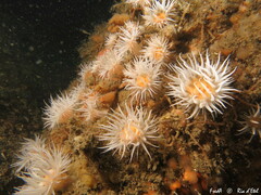 Actinothoe sphyrodeta