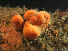 Alcyonium digitatum