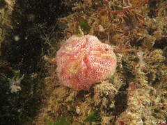 Aplidium elegans