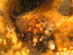 Aplidium punctum