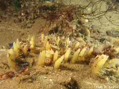 Ciocalypta penicillus