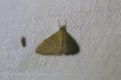 Hyalobathra