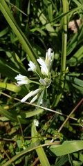 Allium triquetrum