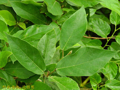 Ficus erecta beecheyana