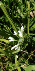 Allium triquetrum