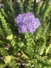 Pseudoselago serrata