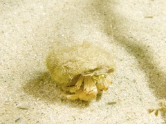 Pagurus bernhardus