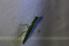 Orthodera ministralis