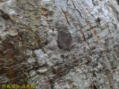 Pyrops watanabei
