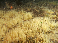 Polymastia penicillus