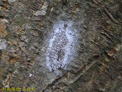 Pyrops watanabei