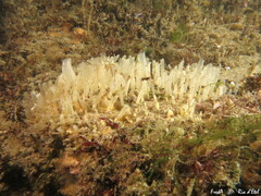 Polymastia penicillus