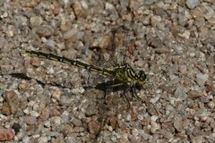 Austrogomphus guerini