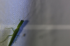 Orthodera ministralis