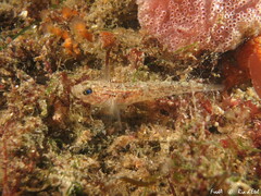 Pomatoschistus pictus