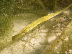 Syngnathus typhle