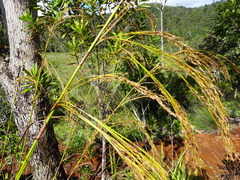 Costularia comosa