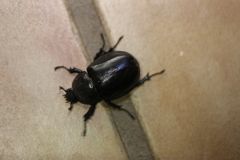 Xylotrupes australicus