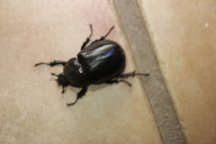 Xylotrupes australicus
