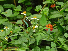 Graphium sarpedon connectens
