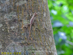 Diploderma polygonatum xanthostomum