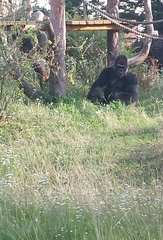 Gorilla gorilla