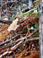 Cotylidia carpatica