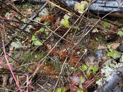 Cotylidia carpatica