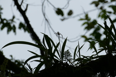 Maxillaria ecuadorensis