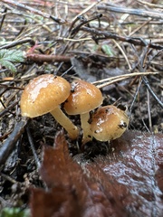 Pholiota highlandensis
