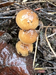 Pholiota highlandensis