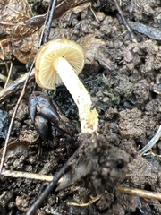 Pholiota highlandensis