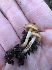 Pholiota highlandensis