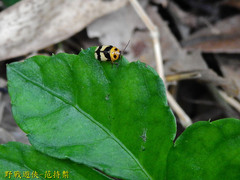 Cryptocephalus taiwanus
