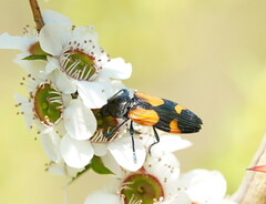 Castiarina pulchripes