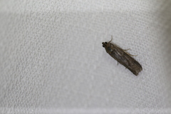 Cryptaspasma sordida